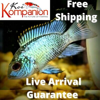 3/5/10X Electric Blue Acara Fish Freshwater Koi Kompanion Free Shipping
