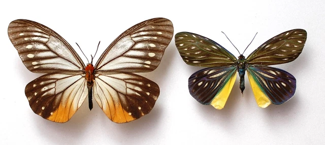 2 Interesting day flying moths from Thailand !!