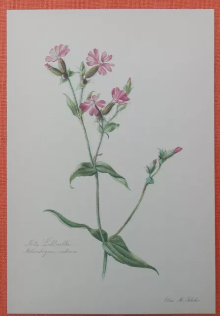 Rote Lichtnelke Silene dioica Heilpflanze Farbdruck 1954 Elsa M. Felsko