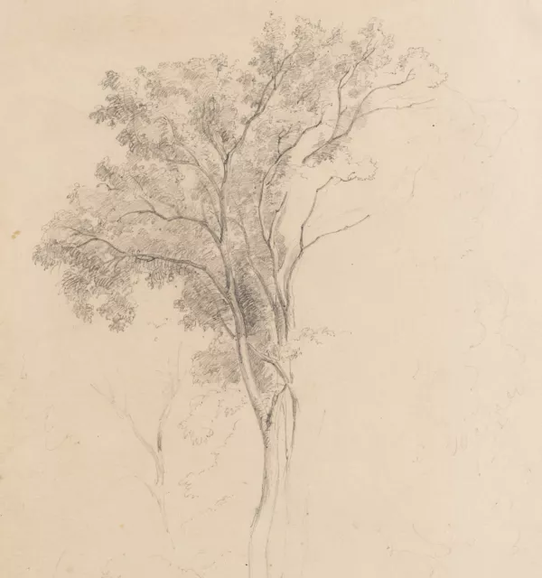 Unbekannt (19.Jhd), Baumstudie, Bleistift Romantik Natur 1800-1849 Zeichnung