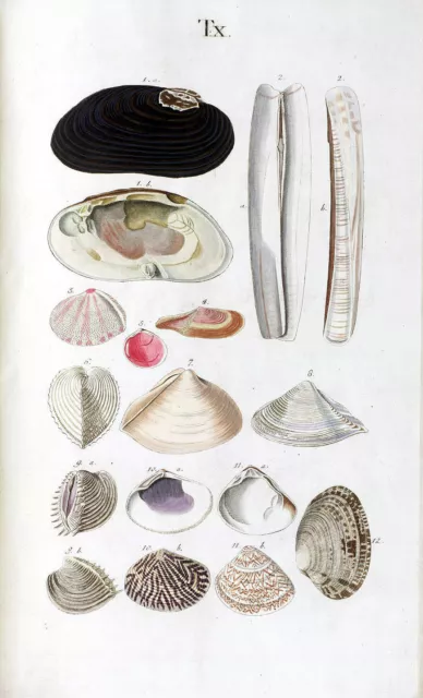 Seashells Poster 18th Century Nature Marine Reef Sea Shell Antique Repro Print 6