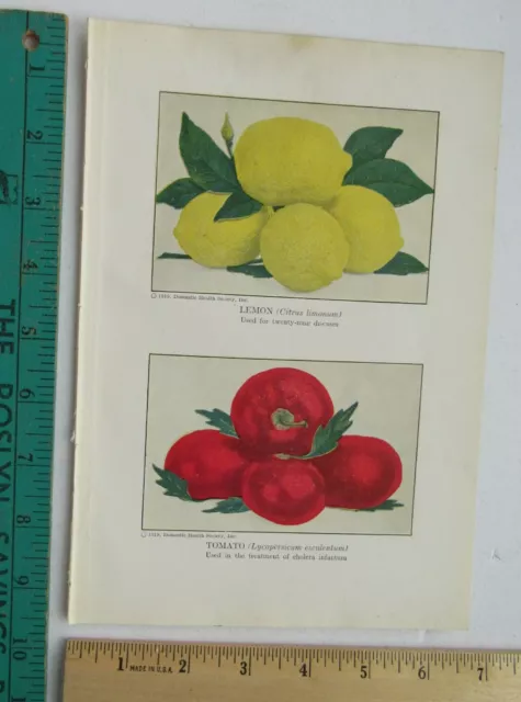 Vintage Book Print Plate Quack Medicine Lemon & Tomatos's Book Plate c1919