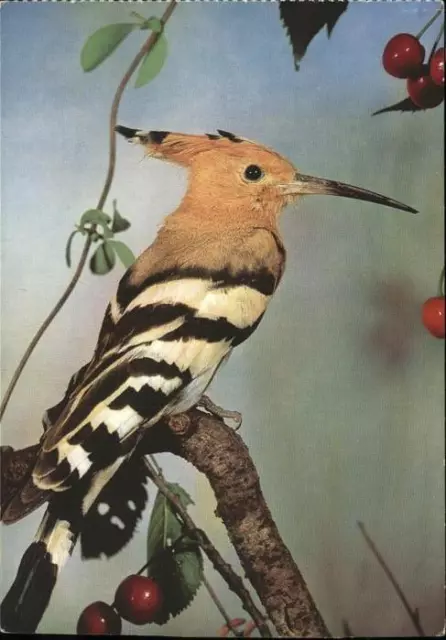 71459381 Voegel Wiedehopf Hoopoe  Tiere