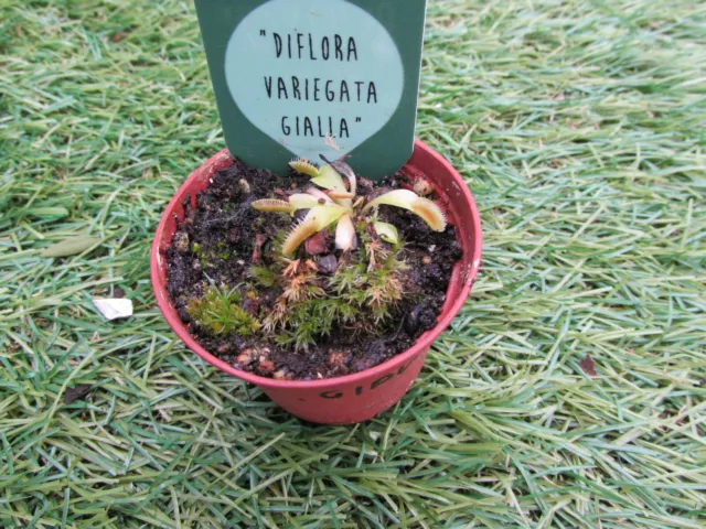 Venus Flytrap Variegata Gialla  Diflora , carnivorous plant small