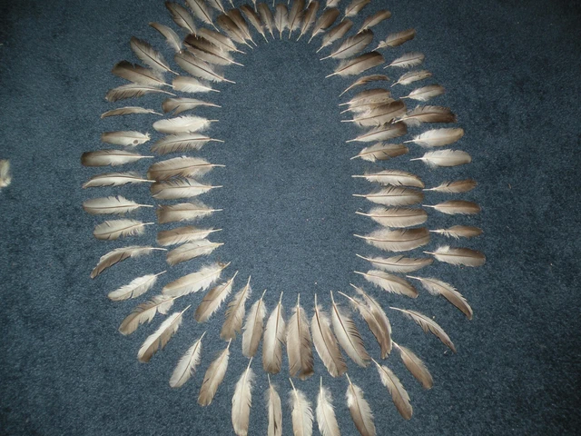 92 Patriot Turkey Wig Feathers 4 To 7 Inches Long
