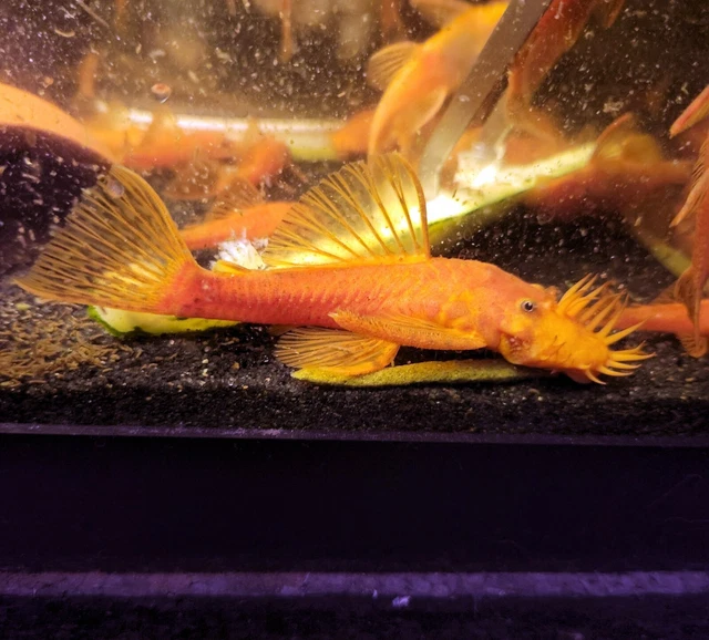 SUPER RED Bristlenose Pleco - Guaranteed Male 3
