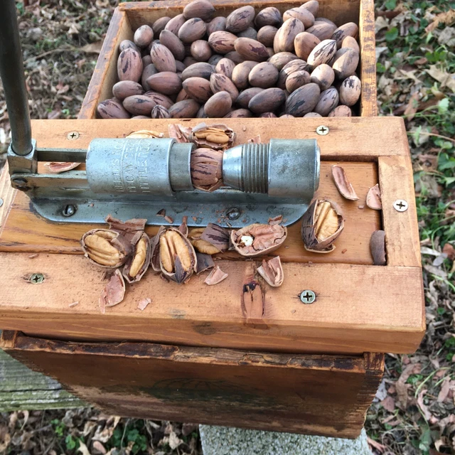 Fresh Missouri 2022 Crop Pecans  In A Vintage Atlas Powder Box With Cracker 3