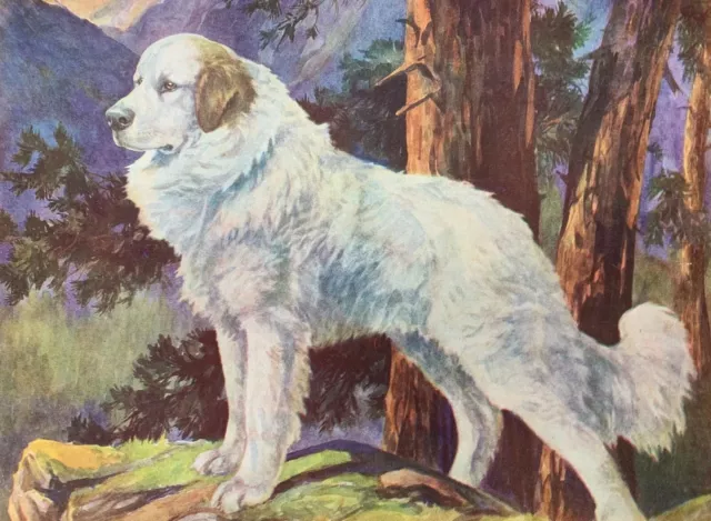 Old Original 1934 Colour Dog Print / Bookplate - PYRENEAN MOUNTAIN DOG