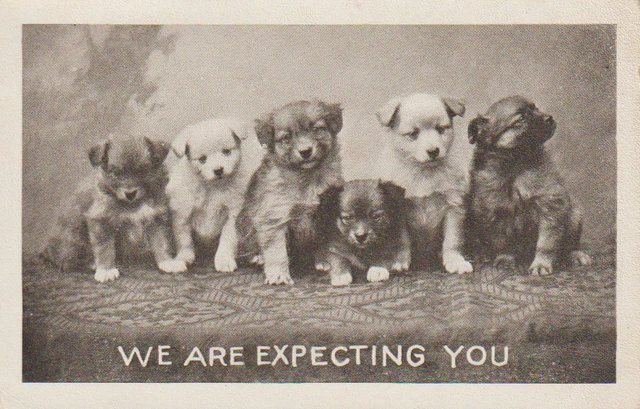 Postcard c1908 - Cute Puppies, "We Are Expecting You" Posted