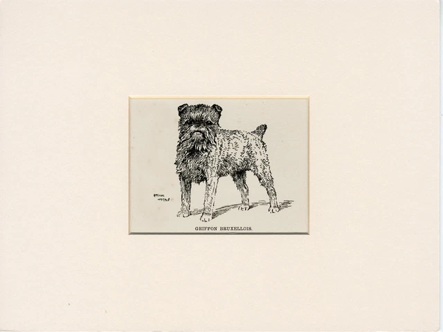 BRUSSELS GRIFFON OLD ANTIQUE 1912 DOG ART PRINT by ARTHUR WARDLE READY MOUNTED
