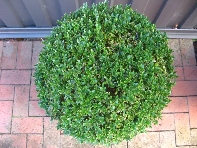 50cm wide, English Box Hedge Buxus Sempervirens Topiary Ball In 45cm Pot 2