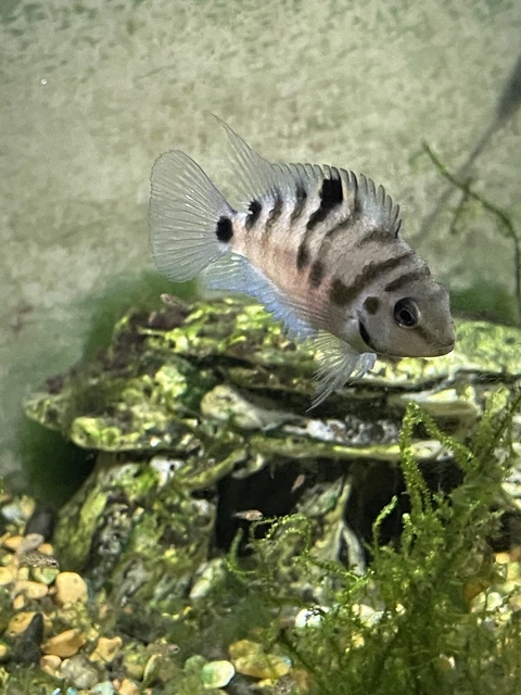 Convict Cichlids live freshwater fish 5 juvenile  .5 inch