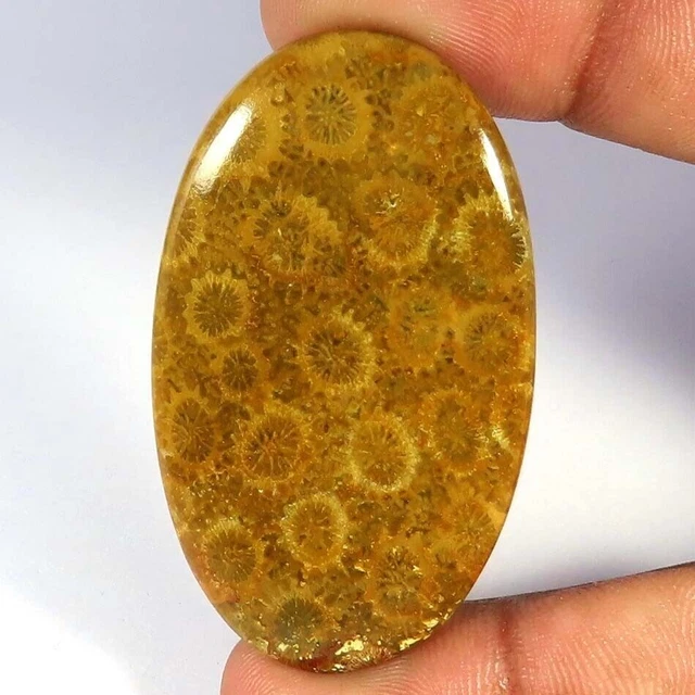 52.90Cts. Cabochon ovale de corail fossile 100% naturel pierres précieuses...