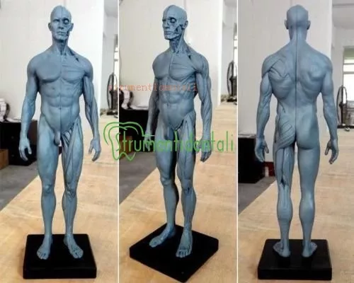 30cm altezza modello anatomico anatomia corpo testa del cranio umano muscolare