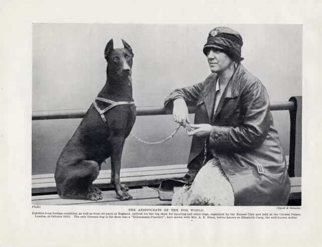 Doberman Pinscher Lady And Dog At Show Old Original Dog Print Page From 1934