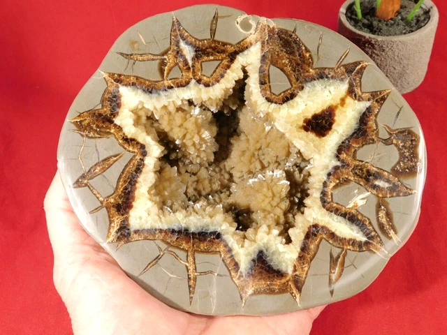 BIG! Free Form Polished AAA Septarian Crystal GEODE Sculpture! From Utah 1855gr