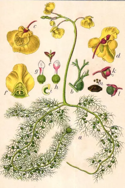 "1. Seite: Gewöhnlicher Wasserschlauch, Utricularia vulgaris; mit 11 Detailzeich