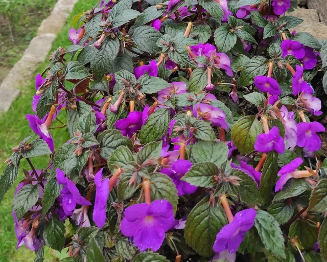 ACHIMENES / SCHIEFTELLER Purple King 5 Rhizome EUR 3,00 - PicClick DE