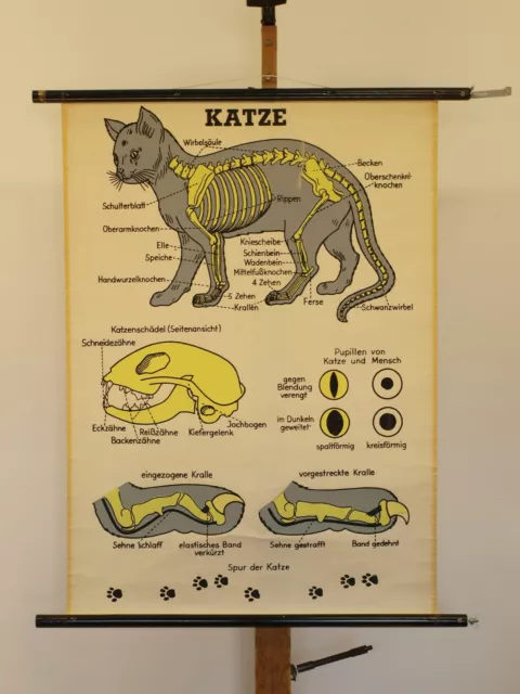 Chat Organes Construction Vue D'Ensemble Katzenbild ~1960 Schulwandbild Tableau