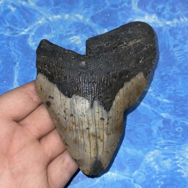 MEGALODON SHARK TOOTH 4.77” Huge Teeth Big Meg Scuba Diver Direct