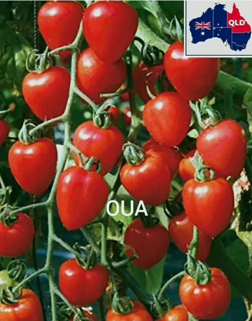 Strawberry Tomato Seeds - Sweet and Delicious 30 seeds - Organic - Exotic - QLD