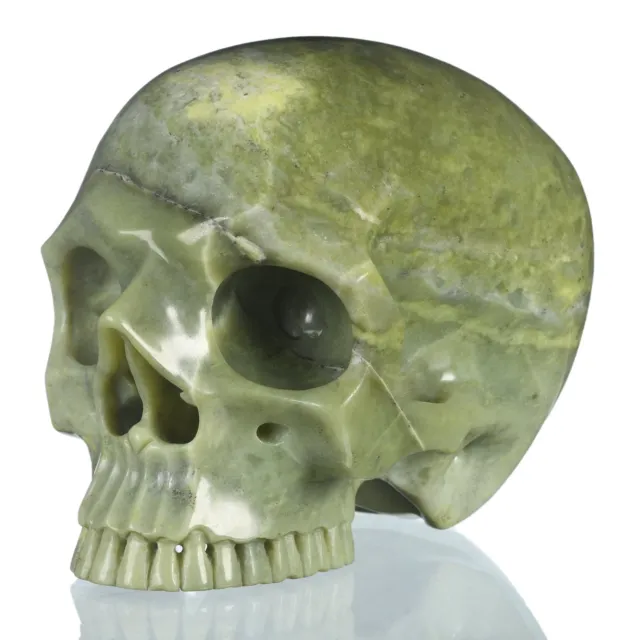 Coleccionables de cráneo sin mandíbula natural de nefrita de 6,02" curación metafílica #33W93