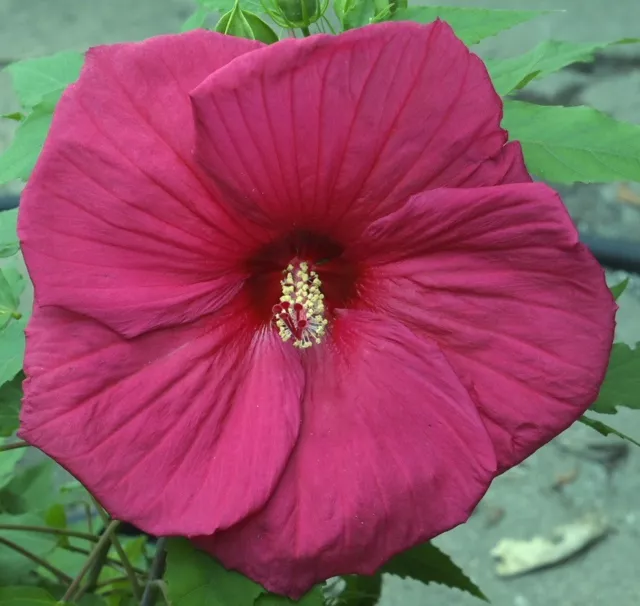 SULTRY KISS Hardy Hibiscus -- Plant in 4.5" pot