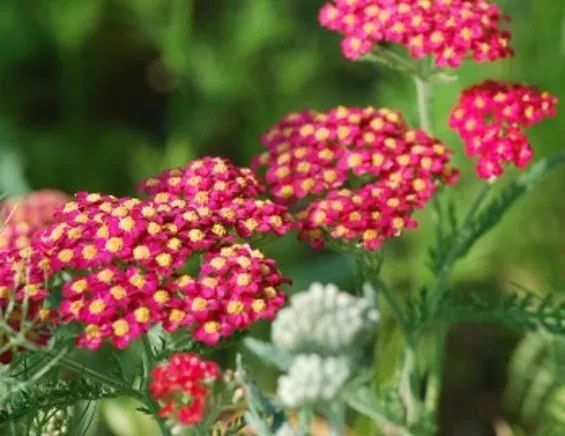 50 Samen Schafgarbe (Achillea millefolium), Neuzüchtung, viele Farbtöne, mehrj.