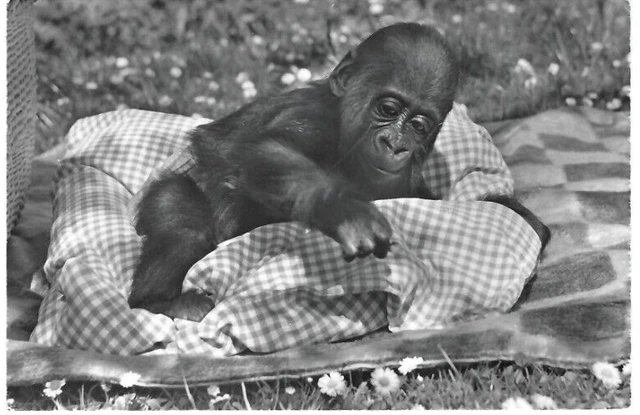 ALTE AK ANSICHTSKARTE Zoologischer Garten Basel, 1961 Gorilla, Goma
