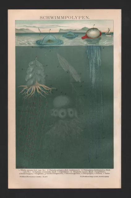 Chromo-Lithografie 1898: SCHWIMMPOLYPEN. Polyp Ozean Meeres-Tier Wasser Zoologie