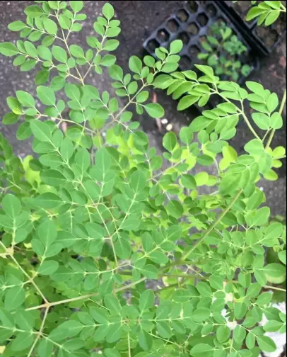Moringa Oleifera Trees - 9-12"+ Tall 3pak-  Live Plants