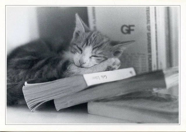 Cpsm / Carte Postale / Chat / Cat / Photo Olive Macario