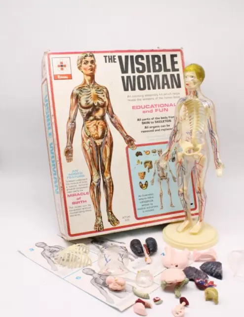 Visible Woman Modell Bausatz Figur Frau Menschlicher Körper Anatomie Renwal 1977