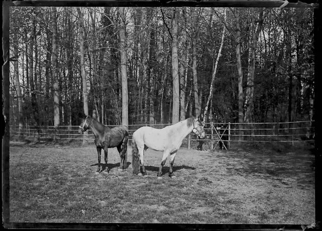 Plaque verre photo ancienne négatif noir et blanc 6x9 cm chevaux glass plate