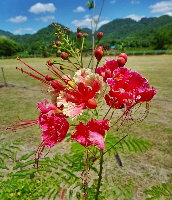 1000 SEEDS PINK Pride Of Barbados Caesalpinia Pulcherrima Mexican