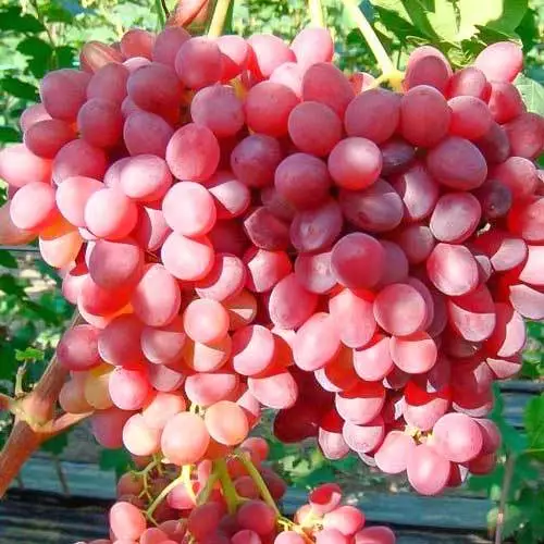 Vitis vinifera  Einset Seedless kernlos Weinrebe Tafeltraube Weintraube Winzer 2