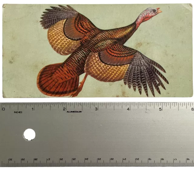 Vintage Bird Illustration Identification Card Wild Turkey 1962 by Gelles Widmer