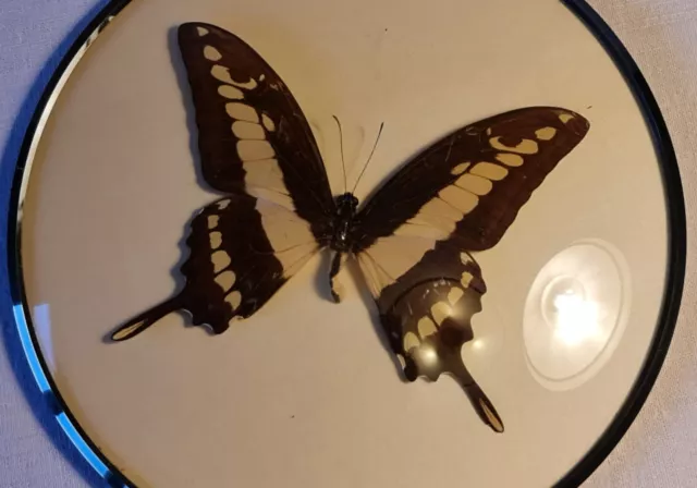 Vintage Papilio Thoas Cinyras echter Schmetterling im Bilderrahmen rund gerahmt