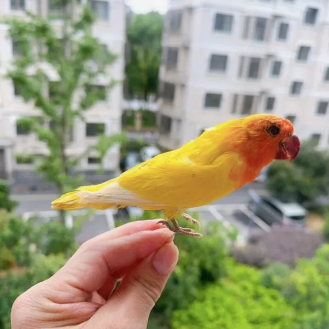 1Pcs Taxidermy stuffing Eurasian Java Sparrow specimen Teaching / Decoration