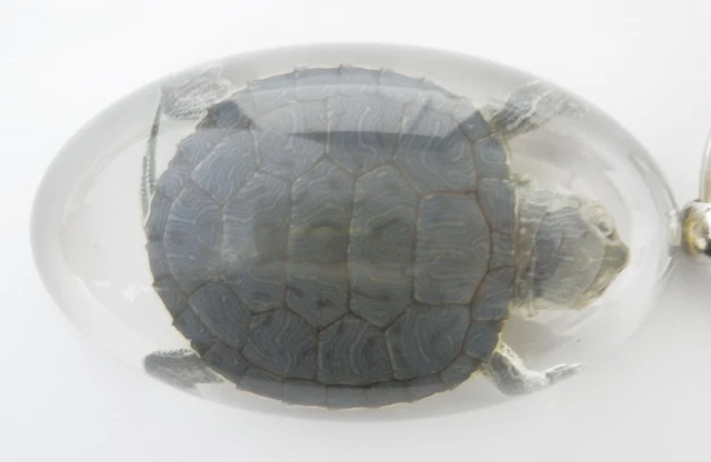 Large Resin Oval Shape Key Ring Farmed Water Slider Turtle Specimen SK83