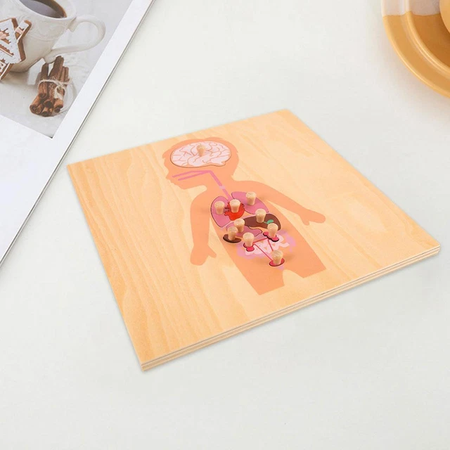 WOODEN HUMAN BODY Organ Structure Puzzle Learning Educational Set Kids ...