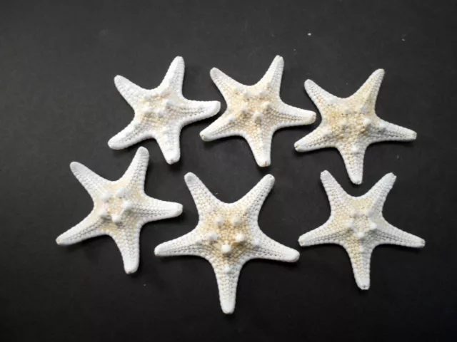 6 White Knobby Starfish 2-3" Beach Wedding Decor Nautical Crafts Hobby REAL