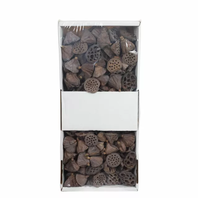 Pistón de loto pequeño - 200 piezas en bandeja - natural