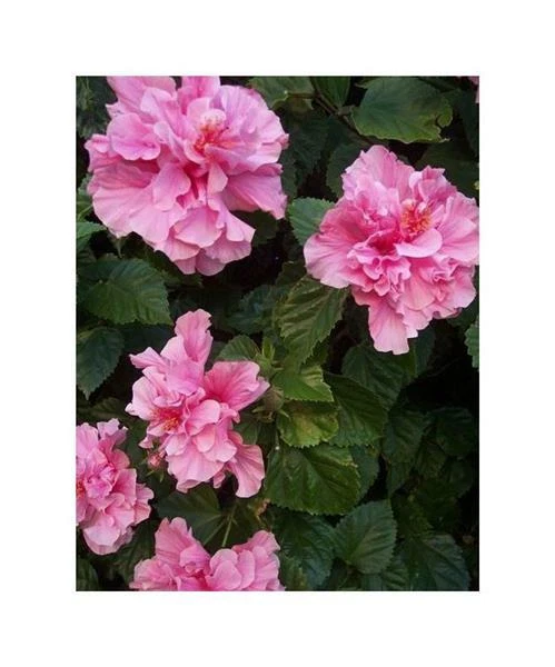 10X HIBISCUS MUTABILIS rosenrot Strauch Garten Pflanzen Samen B1616
