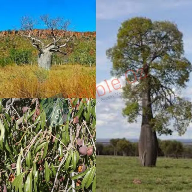 NARROW-LEAVED BOTTLE TREE (Brachychiton rupestre) 'Bush Tucker Plant Seeds'