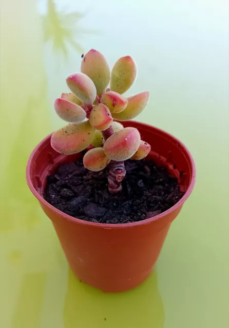 Succulente Crassula rogersii. Plante grasse dans un pot de 5cm. Envoi GRATUIT