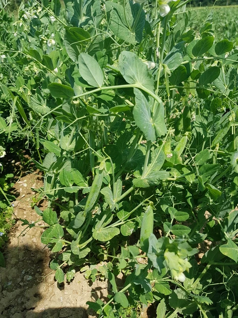 20 Graines De Sorgho à Balais Permaculture - Facile à Cultiver, Comestible