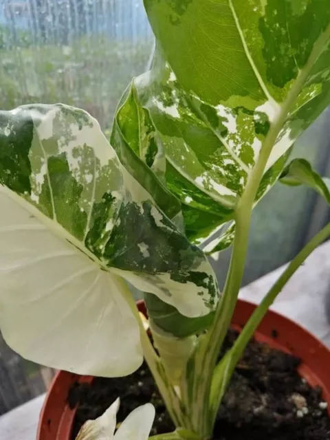 Alocasia Macrorrhiza Variegata 1 Rhizom