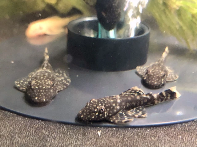 3 Black juvenile bristlenose plecos 1in+ , Hypostomus plecostomus catfish