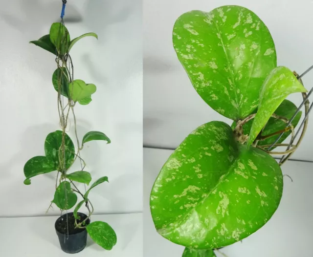 Hoya cv. Michele Splash Foglie, 45 cm. pianta, pianta reale, RARA